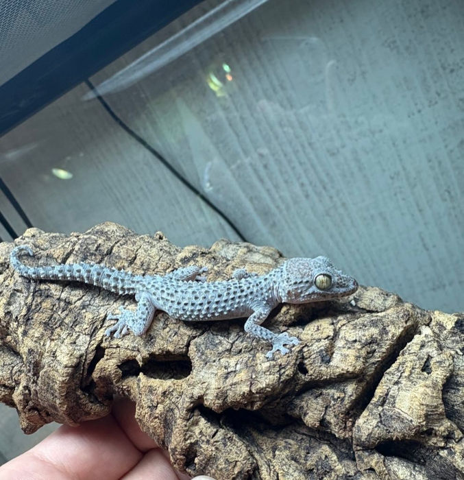 画像1040