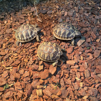 画像285