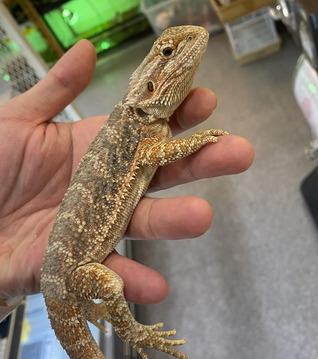 画像403