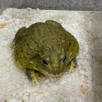 画像442