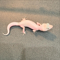 画像701