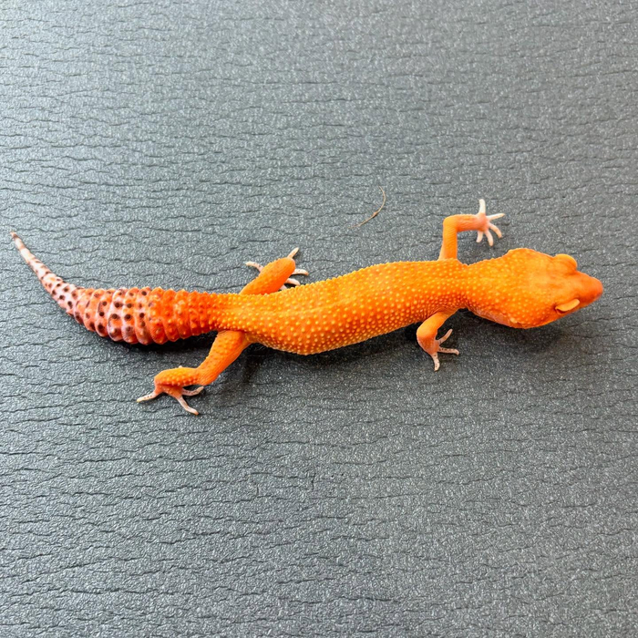 画像722