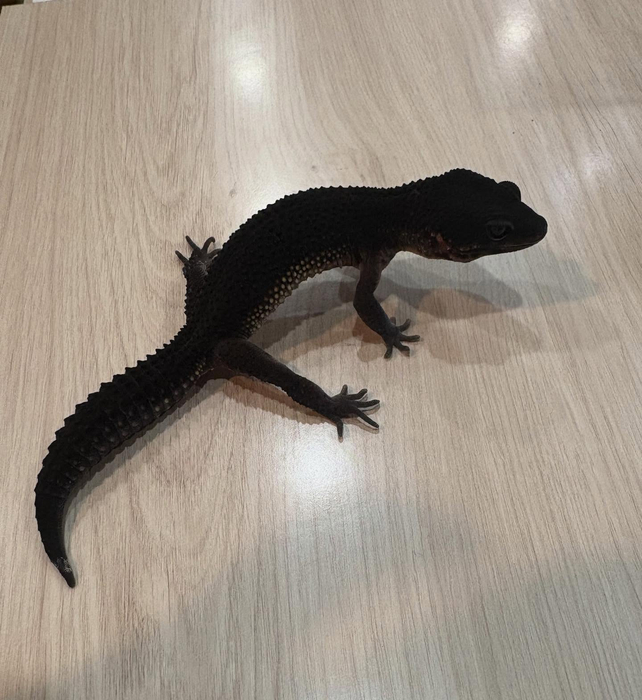 画像947