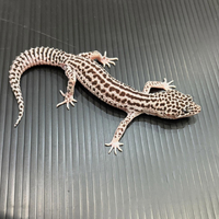 画像958