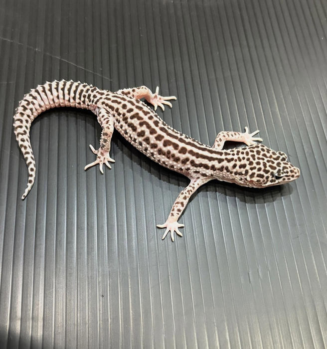 画像958