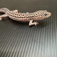 画像959